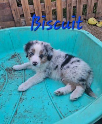 Les chiots de Berger Australien