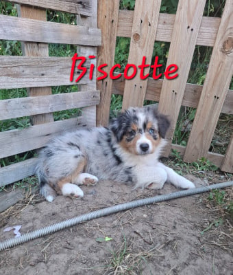 Les chiots de Berger Australien