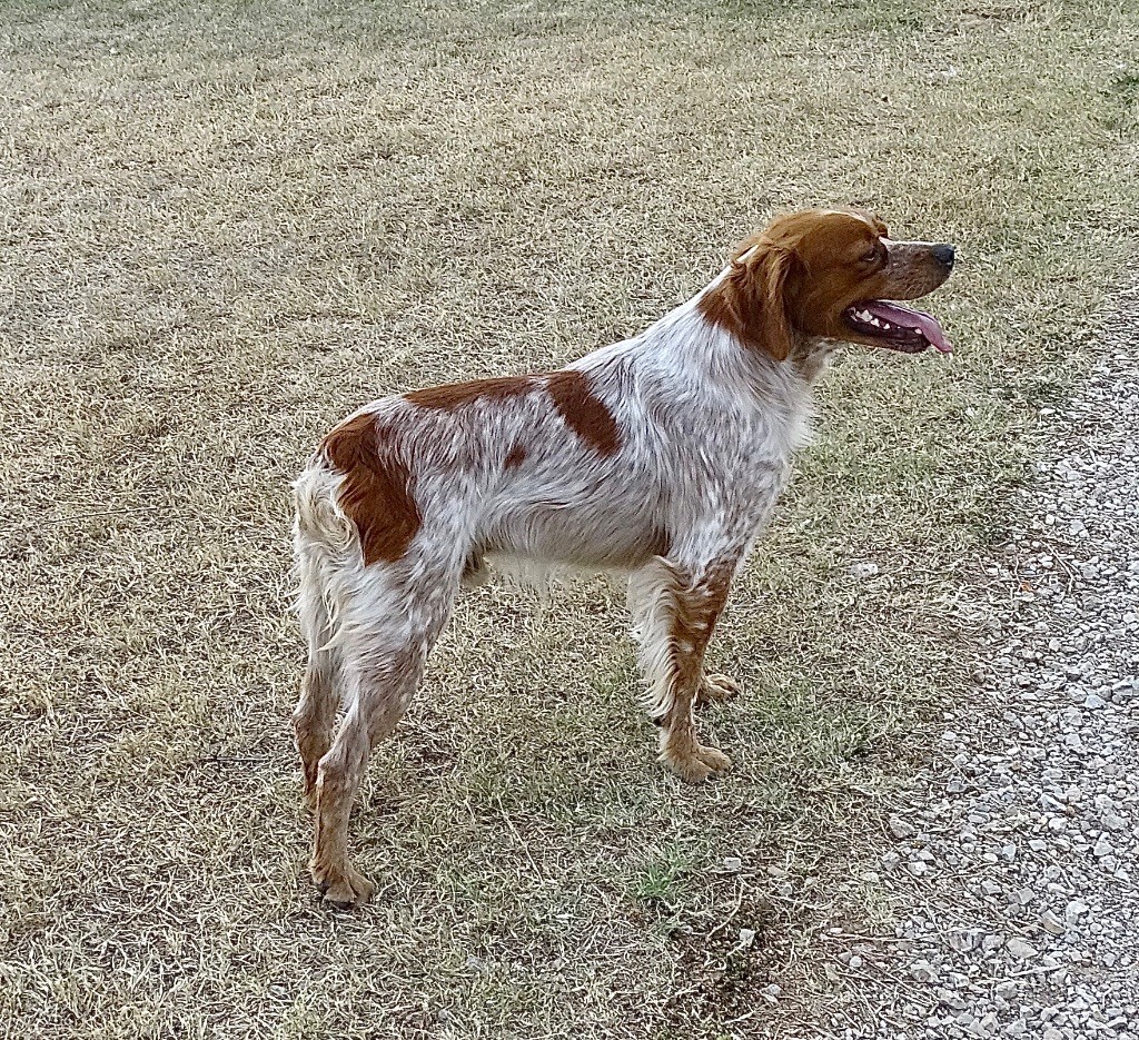 Timber Des Coteaux De Pauthe
