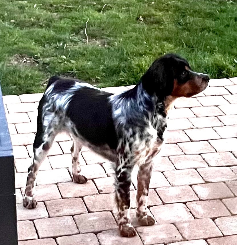 Atos De la plaine marat