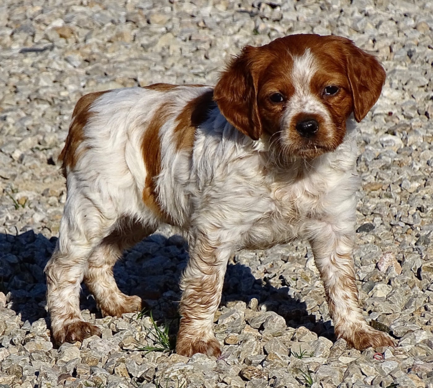 Chiot Epagneul Breton - CHIOT 4 Des Coteaux De Pauthe