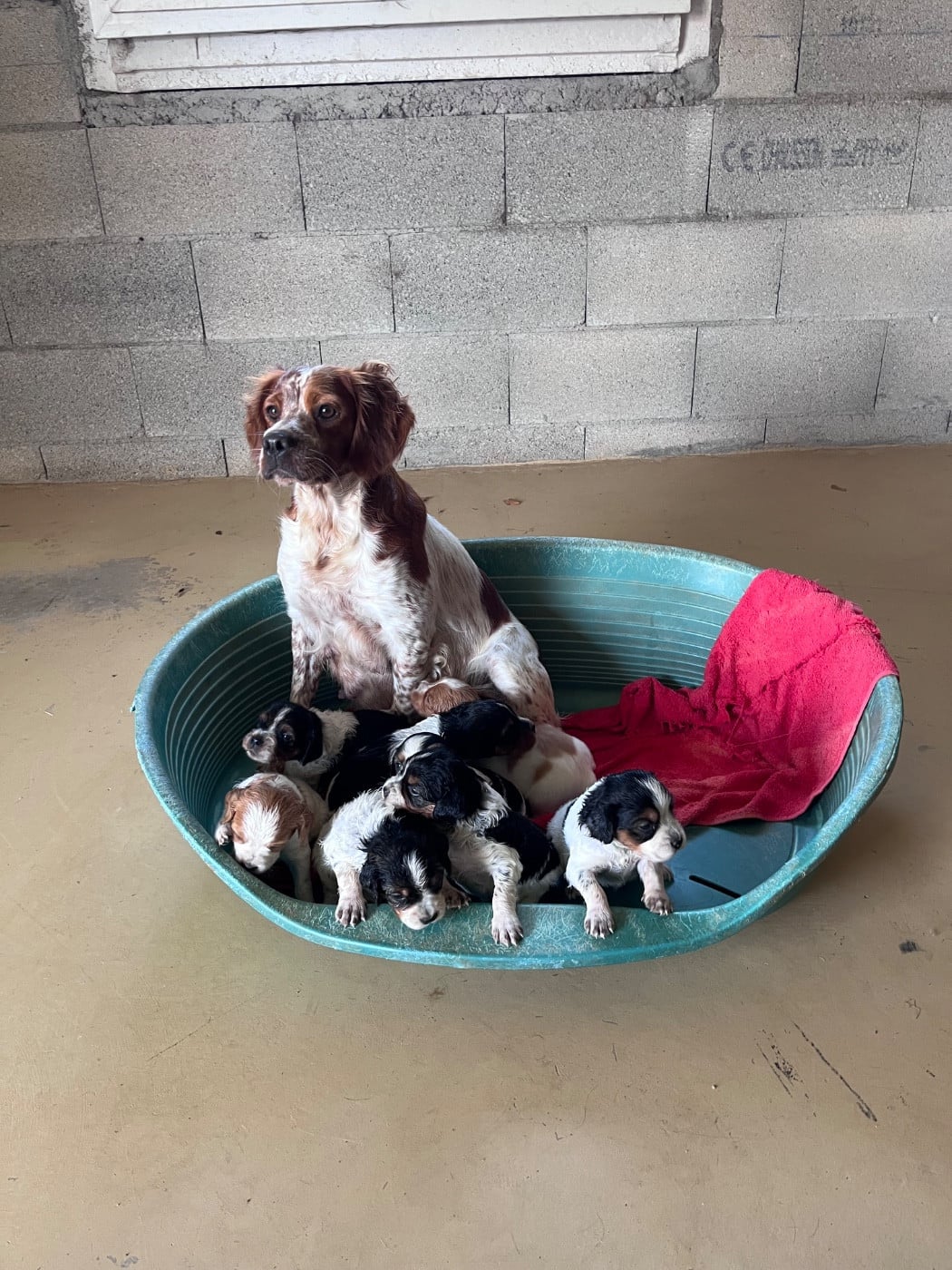 Chiot N°1 - Epagneul Breton