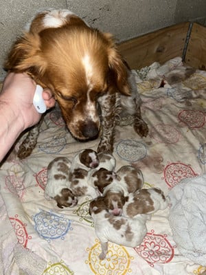 Les chiots de Epagneul Breton