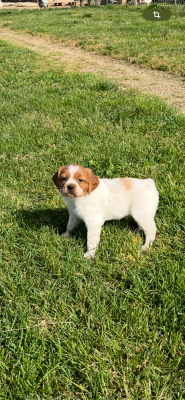 Les chiots de Epagneul Breton