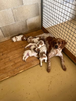 Les chiots de Epagneul Breton