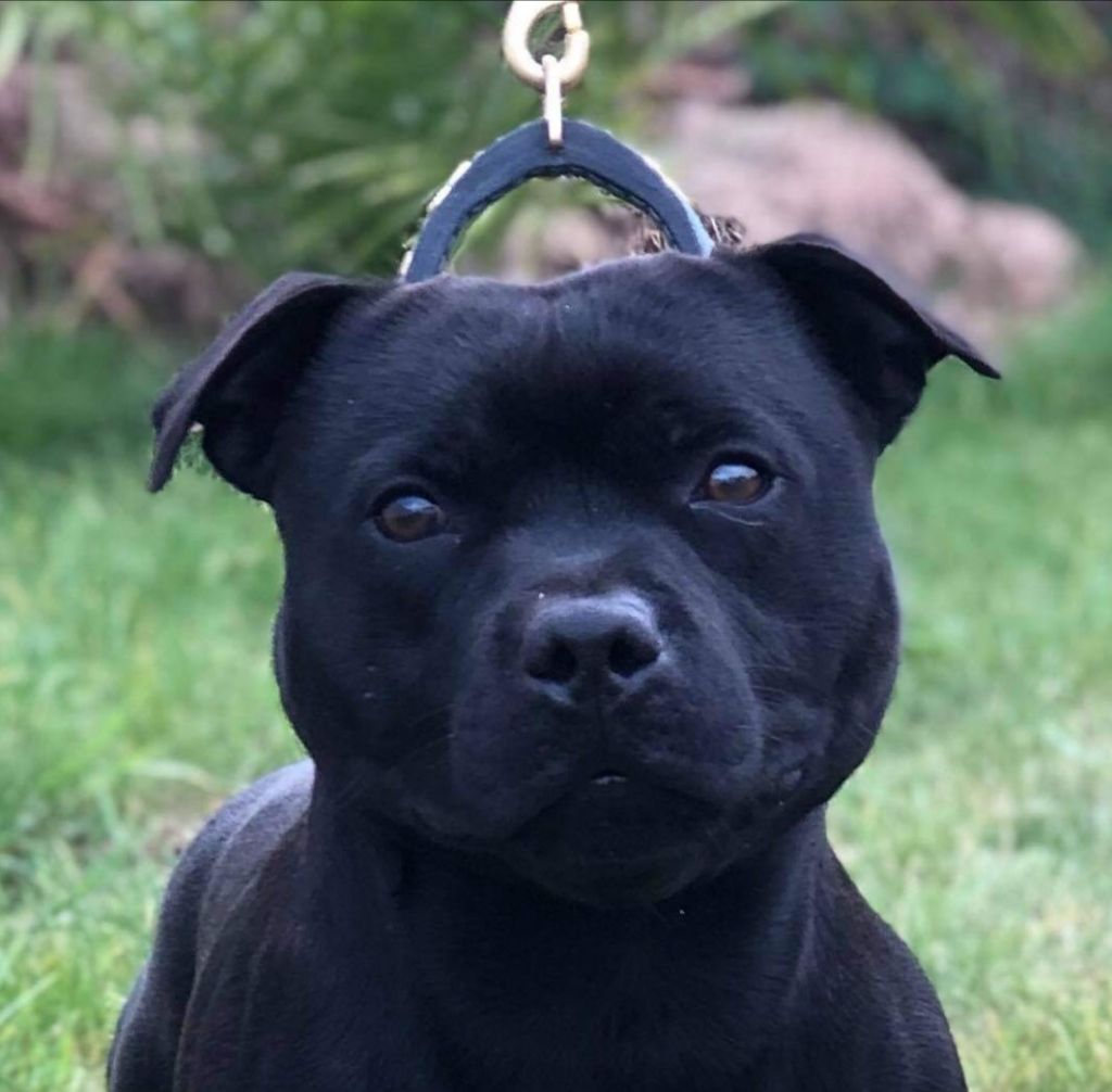 Publication : (Sans Affixe) Auteur : DAVID KERHORNOU