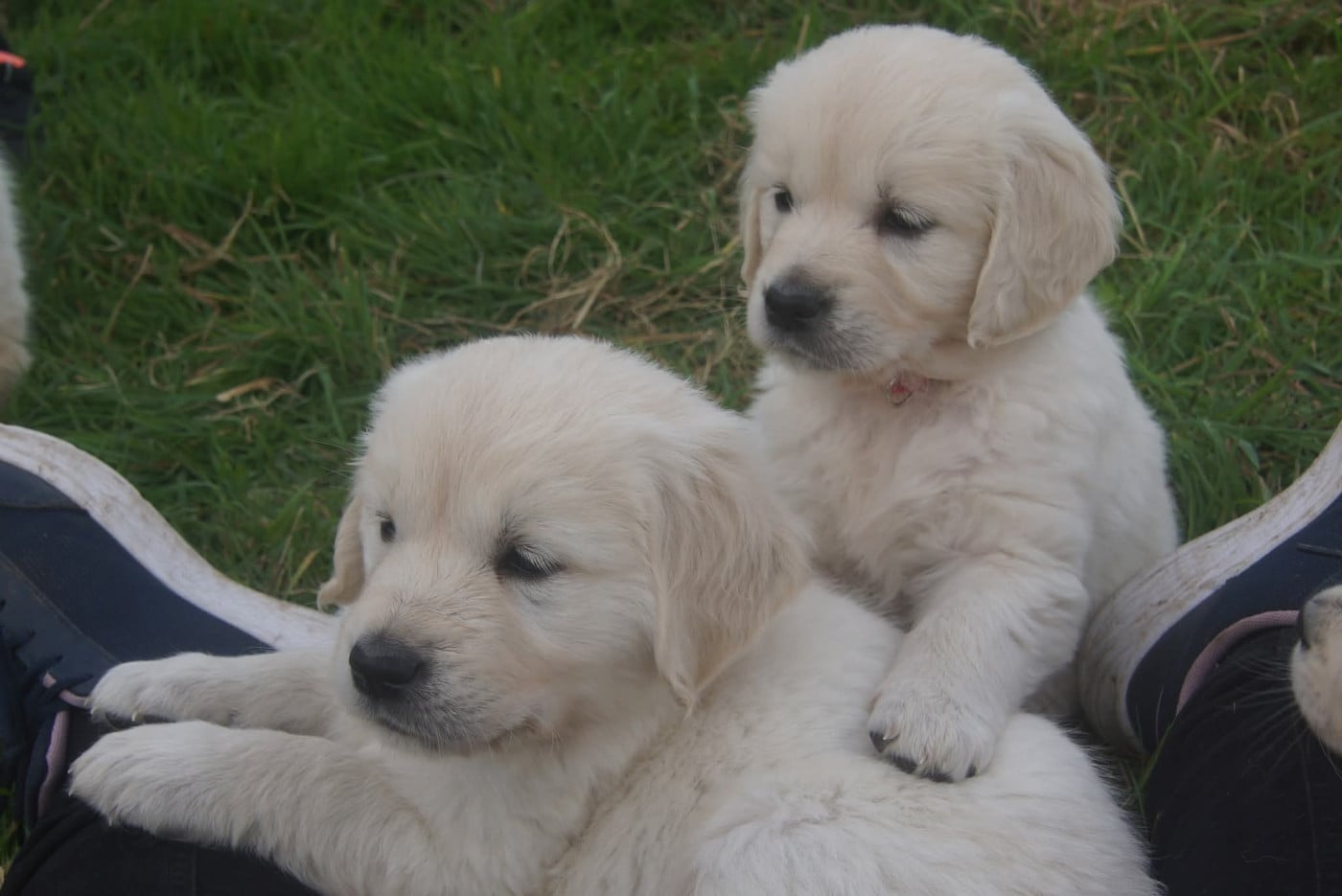 Golden Retriever - De Chucalane