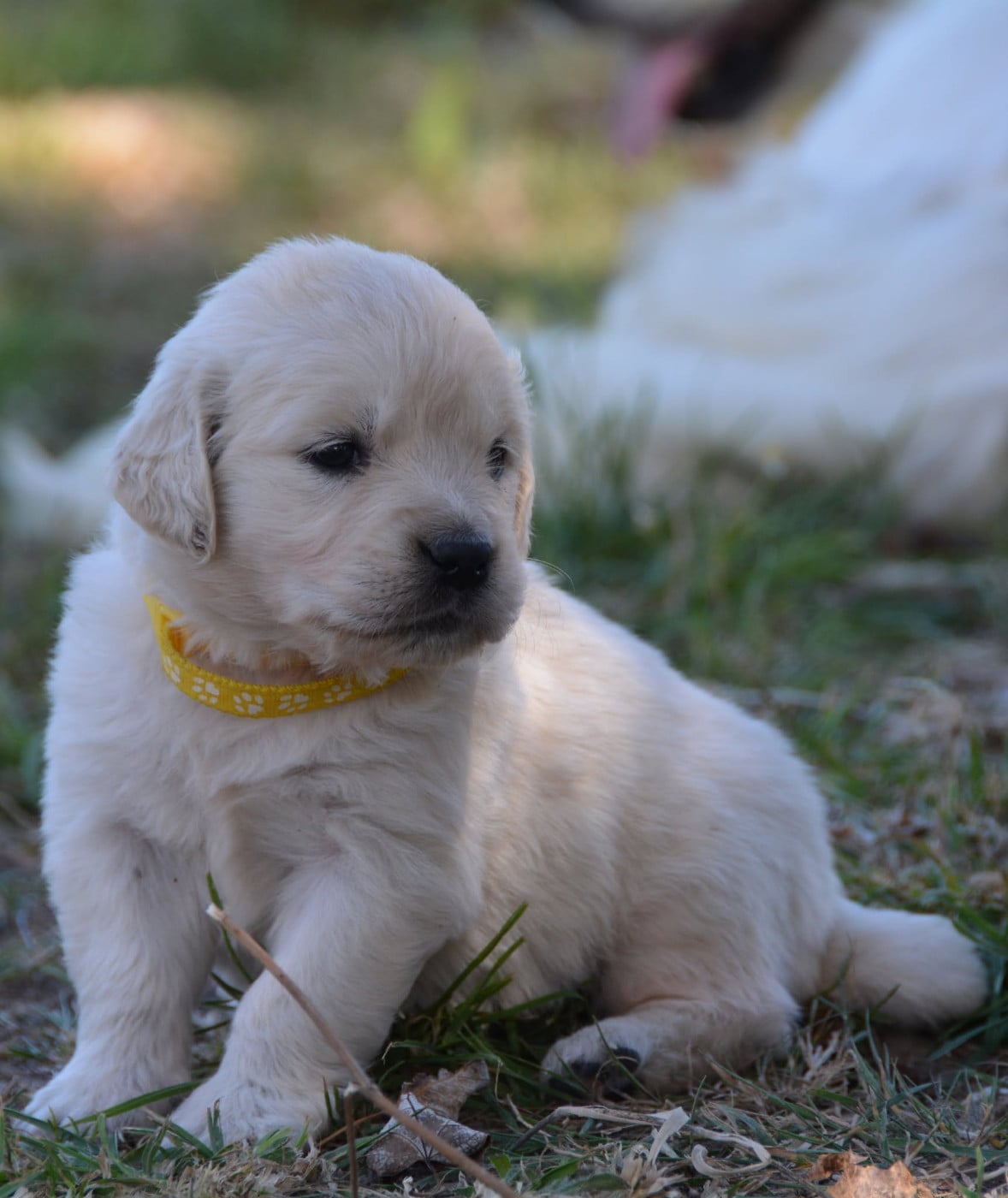 Badiane - Golden Retriever