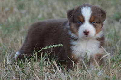 Les chiots de Berger Australien