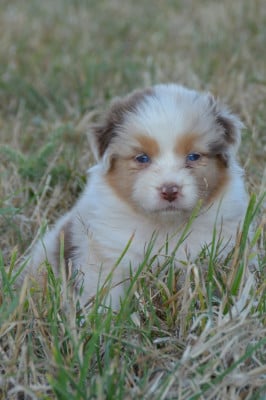 Les chiots de Berger Australien