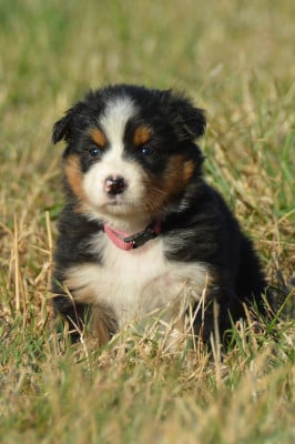 Les chiots de Berger Australien