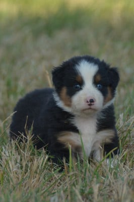 Les chiots de Berger Australien