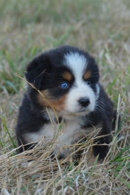 Les chiots de Berger Australien