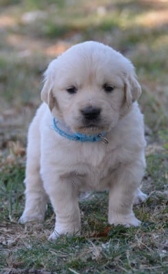 Les chiots de Golden Retriever