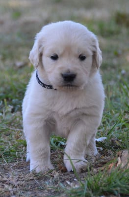 Les chiots de Golden Retriever