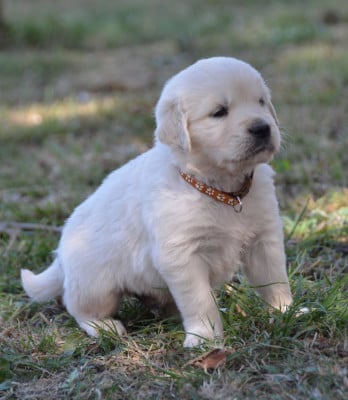 Les chiots de Golden Retriever