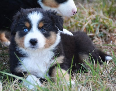Les chiots de Berger Australien