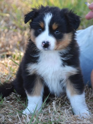 Les chiots de Berger Australien