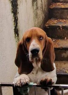 Publication : De La Vallée Du Feu D'Opale Auteur : Le Domaine des Laurières