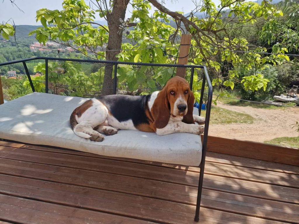 Publication : De La Vallée Du Feu D'Opale Auteur : Le Domaine des Laurières