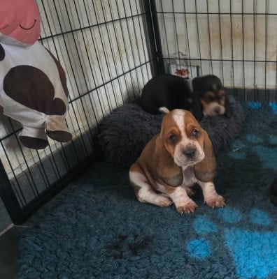 Les chiots de Basset Hound