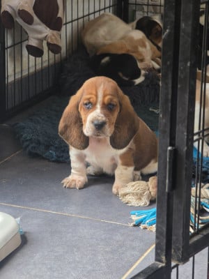 Les chiots de Basset Hound