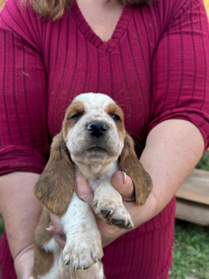 Les chiots de Basset Hound