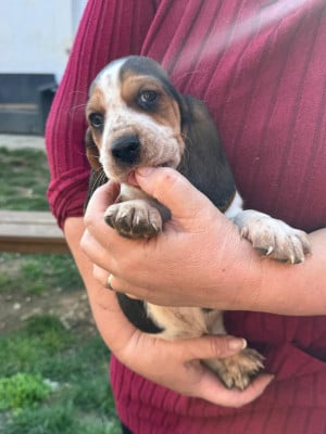 Les chiots de Basset Hound