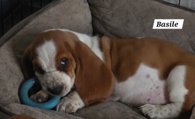 Les chiots de Basset Hound