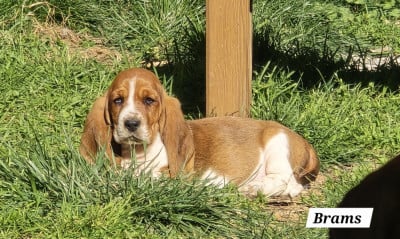 Les chiots de Basset Hound