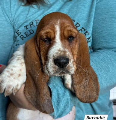 Les chiots de Basset Hound
