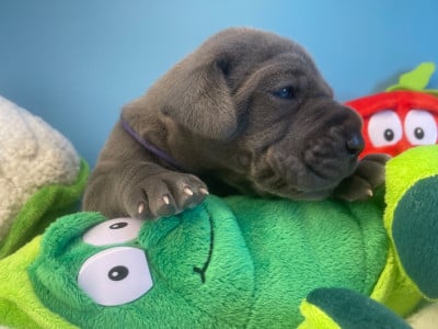 Les chiots de Dogue allemand