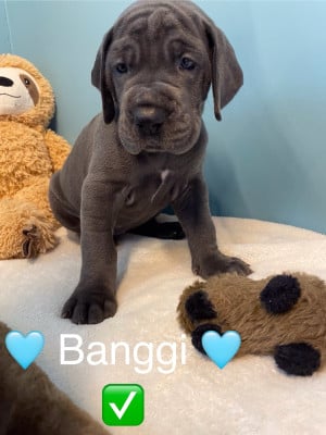 Les chiots de Dogue allemand