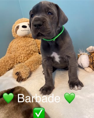 Les chiots de Dogue allemand