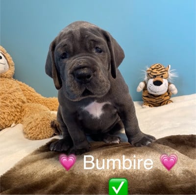 Les chiots de Dogue allemand
