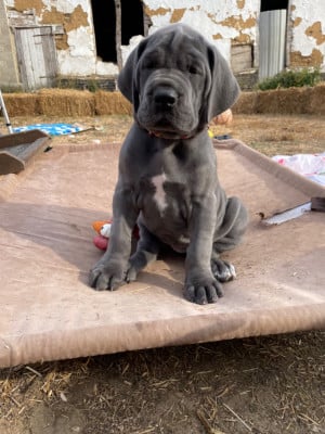 Les chiots de Dogue allemand