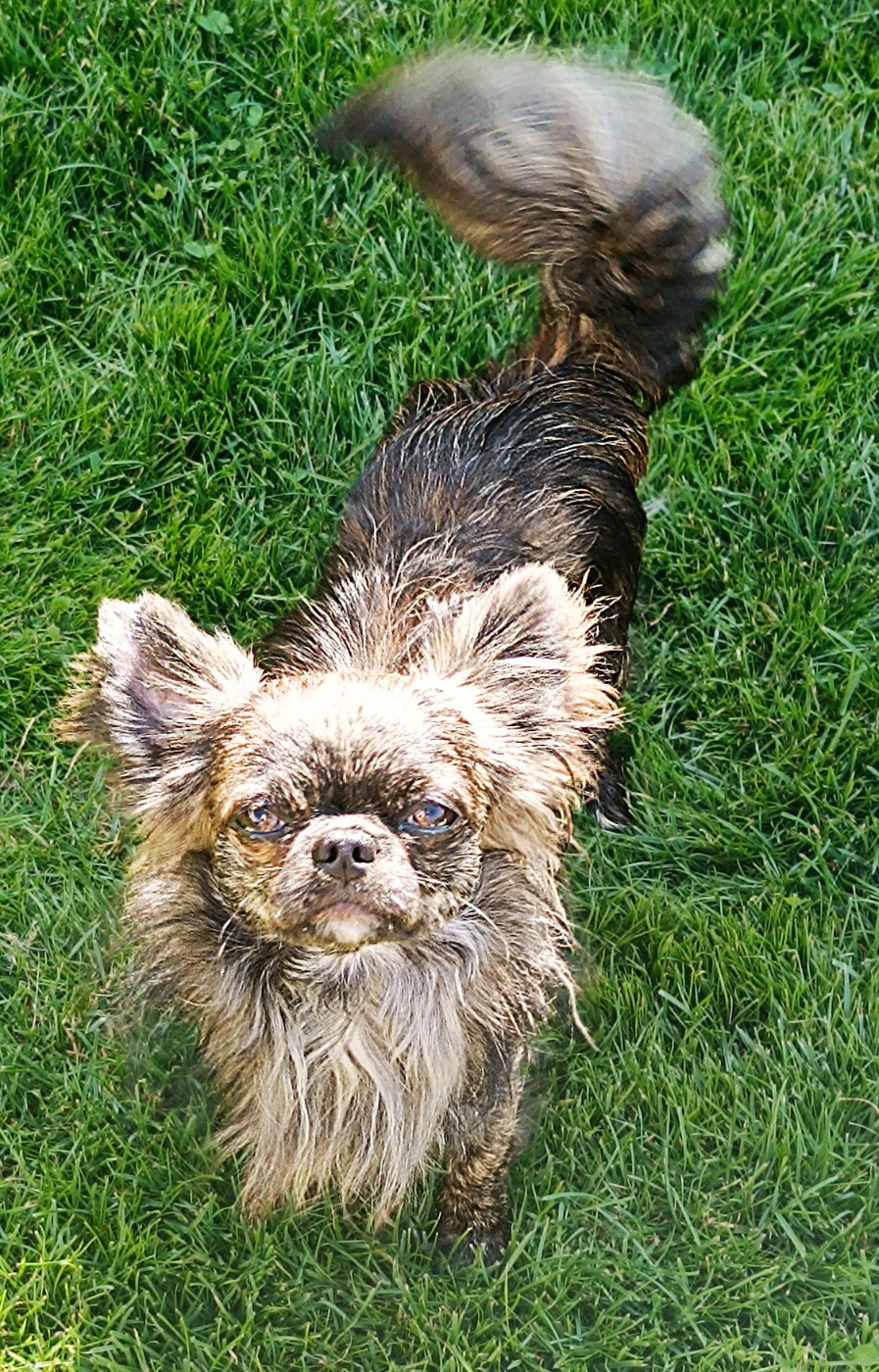 Valone des Petites Etoiles de Pégase