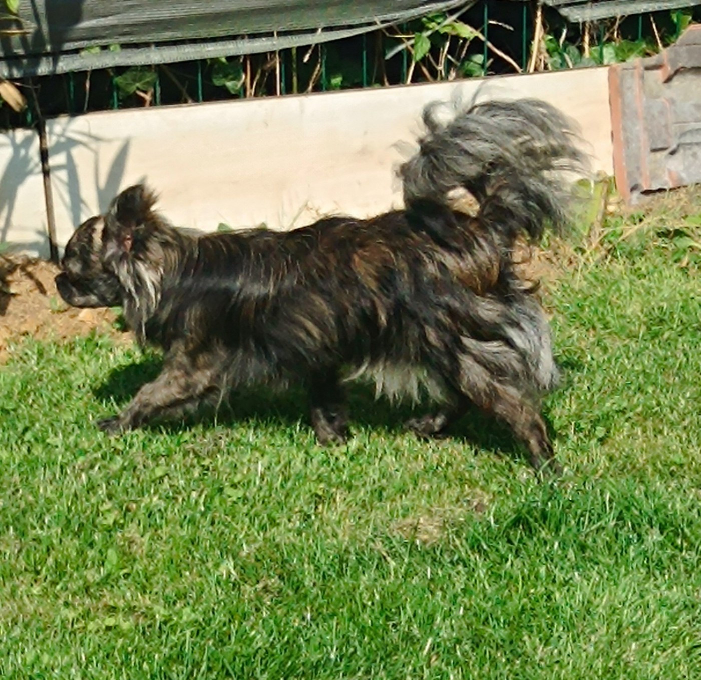 Valone des Petites Etoiles de Pégase