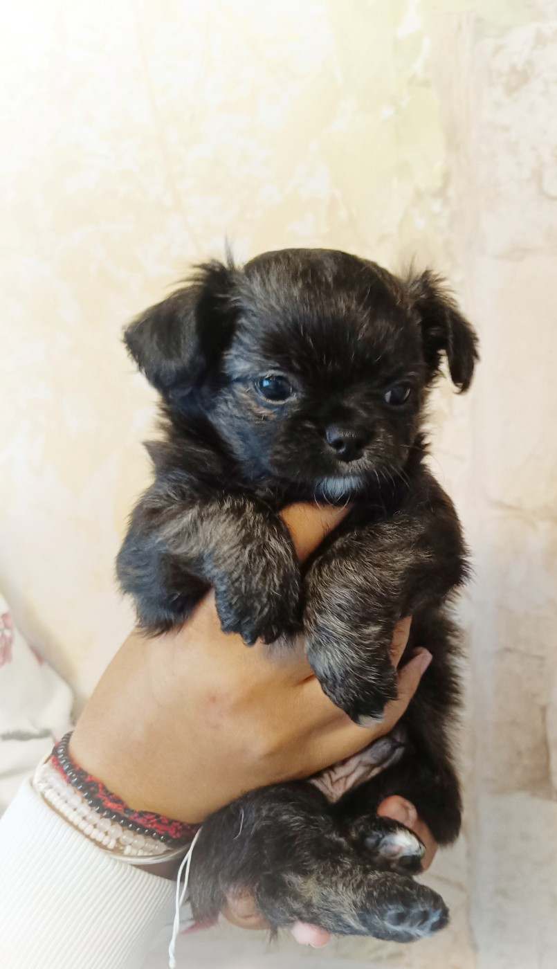 Valone des Petites Etoiles de Pégase