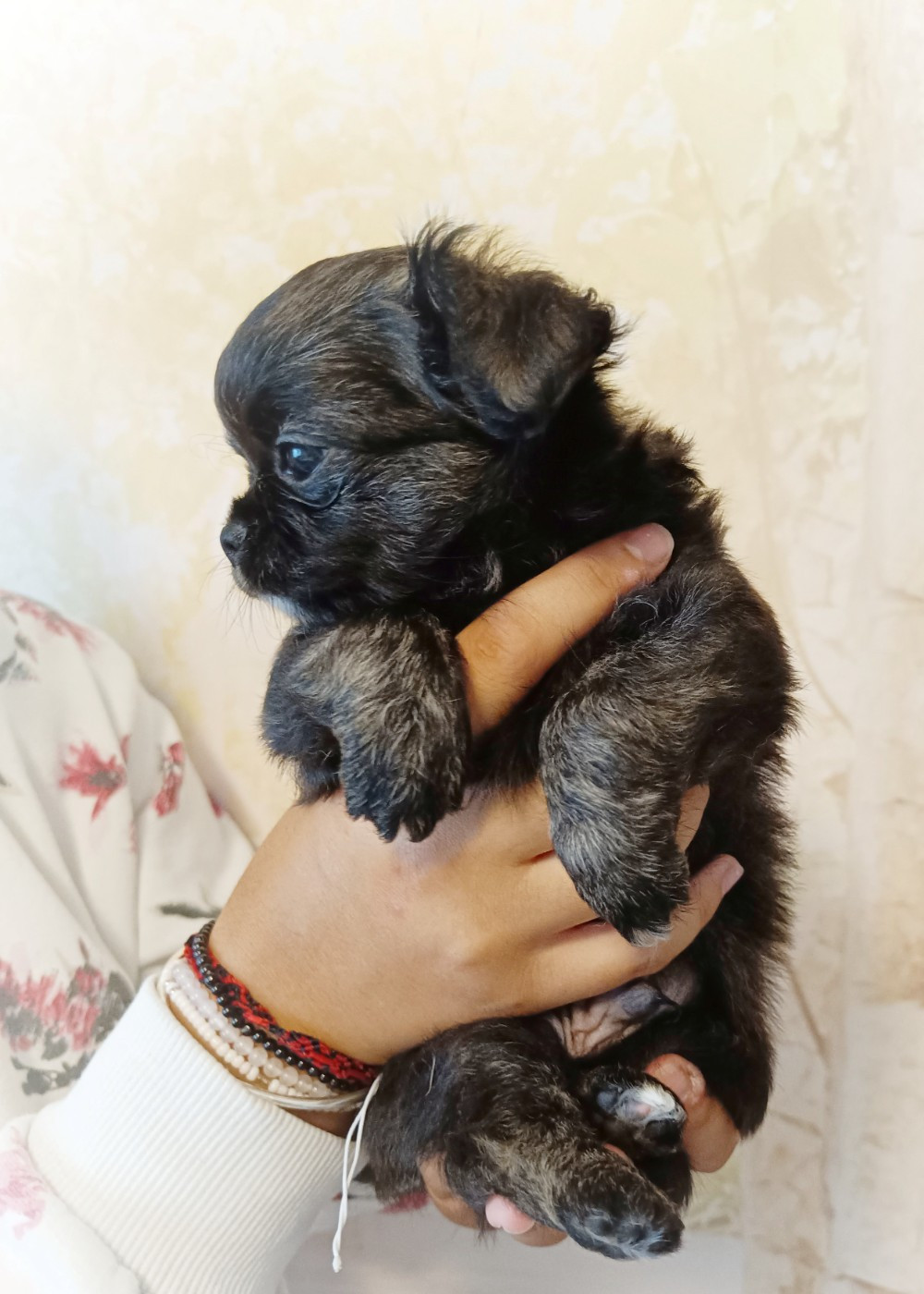 Valone des Petites Etoiles de Pégase