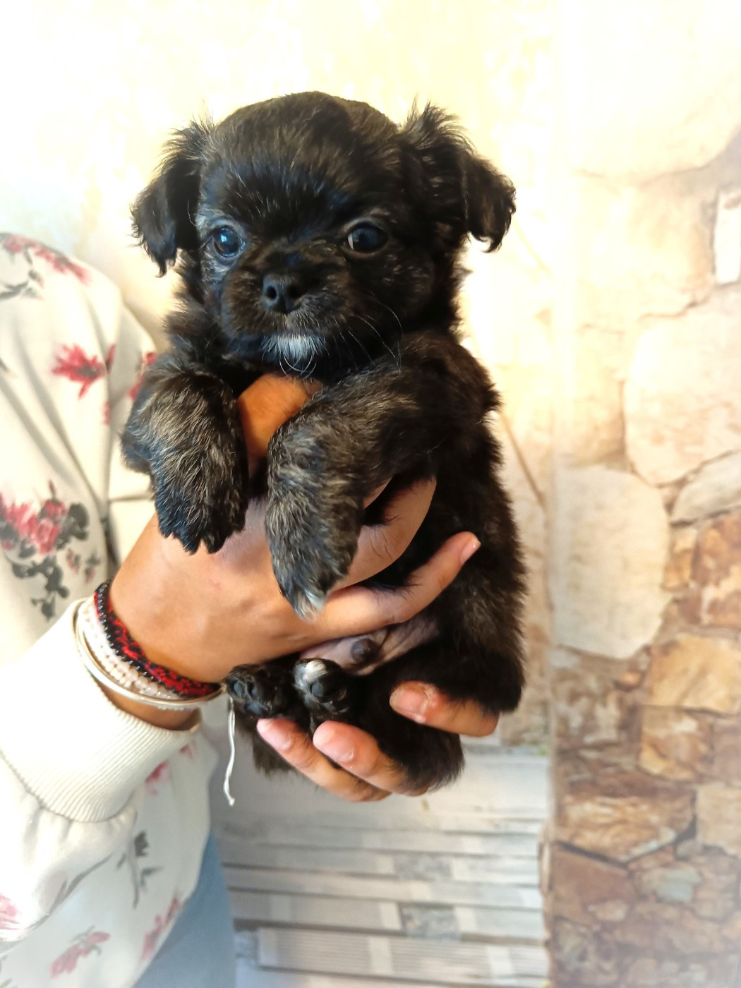 Valone des Petites Etoiles de Pégase