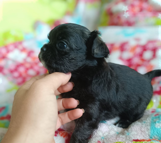 Valone des Petites Etoiles de Pégase