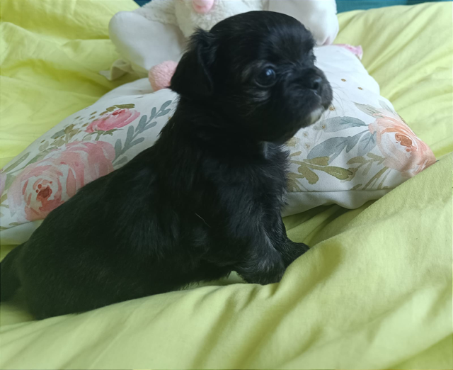 Valone des Petites Etoiles de Pégase