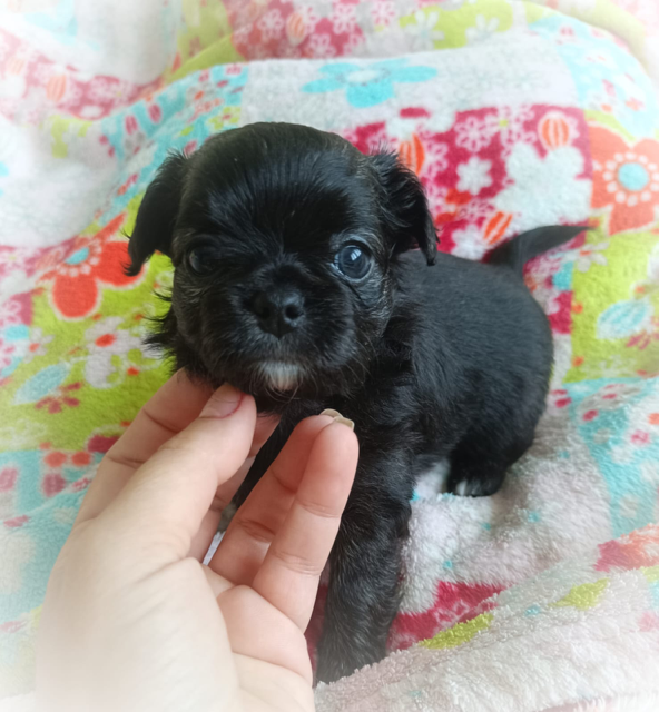 Valone des Petites Etoiles de Pégase