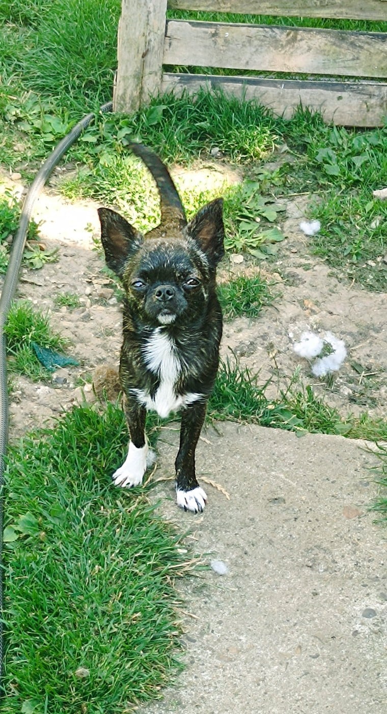 Valiana des Petites Etoiles de Pégase