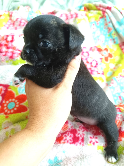 Valiana des Petites Etoiles de Pégase