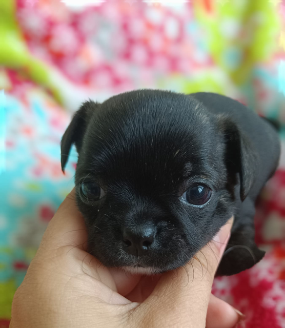 Valiana des Petites Etoiles de Pégase