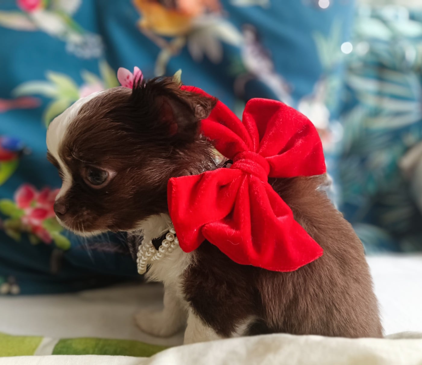 Bellatrix
