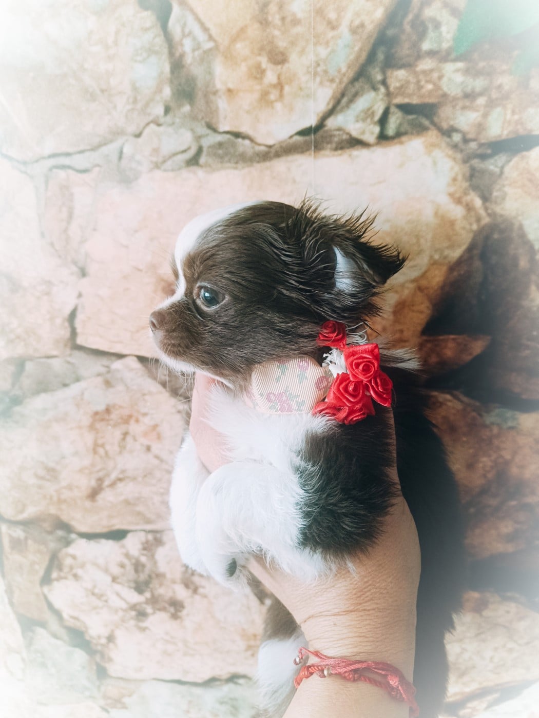 Bellatrix