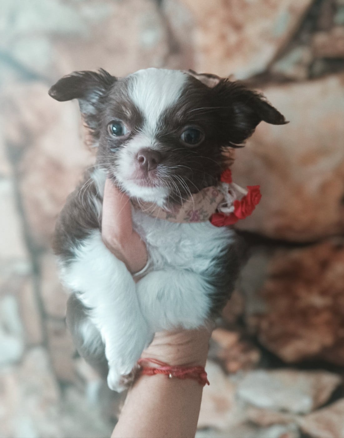 Bellatrix